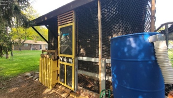 Chicken coupe with chickens providing eggs
