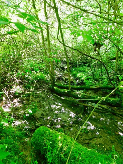 Poncas Creek running through back of property