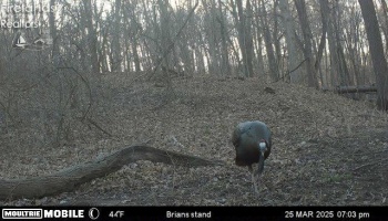 Wild Turkey