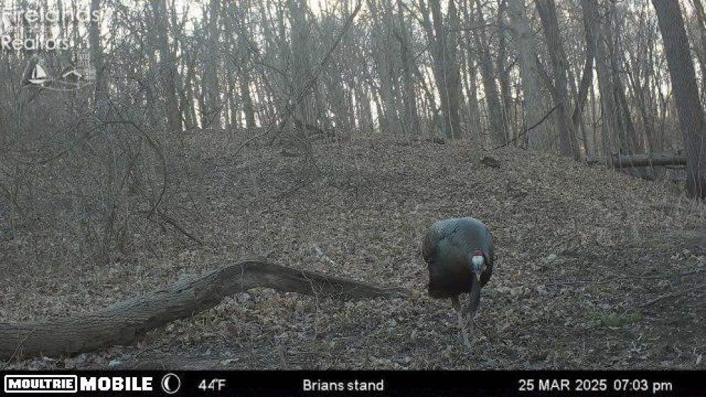 Wild Turkey