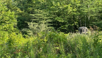 0 Tr 173, Bloomville, 44818, ,Land,For Sale,Tr 173,20252747