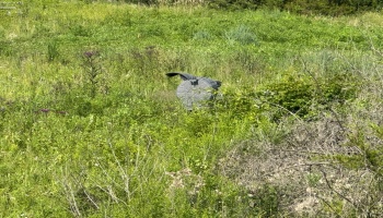 0 Tr 173, Bloomville, 44818, ,Land,For Sale,Tr 173,20252747