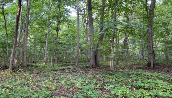 1 Elliot, Put-In-Bay, 43456, ,Land,For Sale,Elliot,20252994
