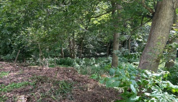 Looking down toward the ravine.