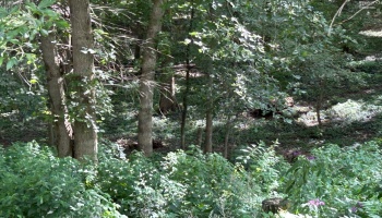 Ravine at the back of the lot