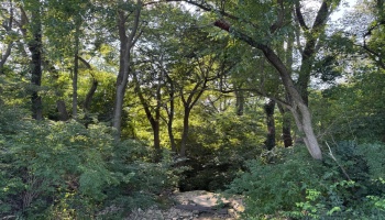 0 County Road 308, Bellevue, 44811, ,Land,For Sale,County Road 308,20253212