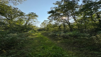 0 Cr 302, Bellevue, 44811, ,Land,For Sale,Cr 302,20253211
