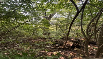0 Cr 302, Bellevue, 44811, ,Land,For Sale,Cr 302,20253211