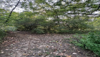 0 Cr 302, Bellevue, 44811, ,Land,For Sale,Cr 302,20253211