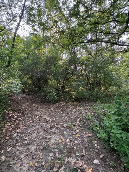 0 County Road 302, Bellevue, 44811, ,Land,For Sale,County Road 302,20253211