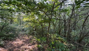 0 Cr 302, Bellevue, 44811, ,Land,For Sale,Cr 302,20253211