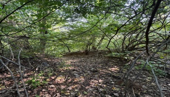 0 Cr 302, Bellevue, 44811, ,Land,For Sale,Cr 302,20253211