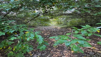 0 Cr 302, Bellevue, 44811, ,Land,For Sale,Cr 302,20253211
