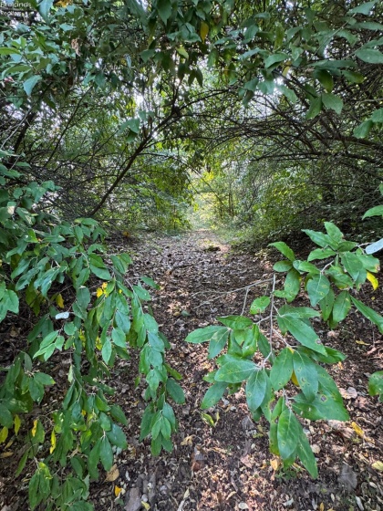 0 County Road 302, Bellevue, 44811, ,Land,For Sale,County Road 302,20253211