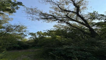 0 Cr 302, Bellevue, 44811, ,Land,For Sale,Cr 302,20253211