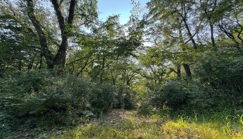 0 Cr 302, Bellevue, 44811, ,Land,For Sale,Cr 302,20253211