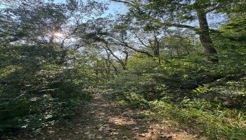 0 Cr 302, Bellevue, 44811, ,Land,For Sale,Cr 302,20253211