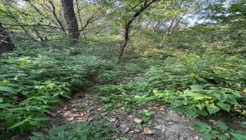 0 Cr 302, Bellevue, 44811, ,Land,For Sale,Cr 302,20253211