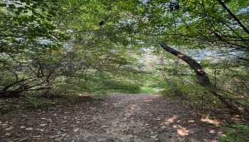 0 Cr 302, Bellevue, 44811, ,Land,For Sale,Cr 302,20253211