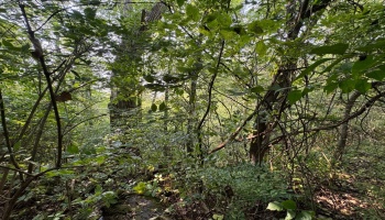 0 Cr 302, Bellevue, 44811, ,Land,For Sale,Cr 302,20253211