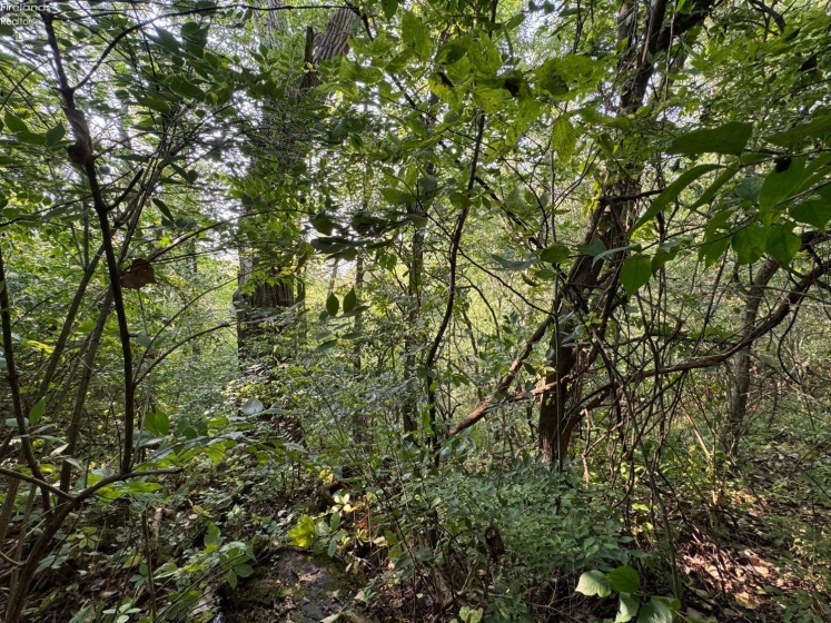 0 County Road 302, Bellevue, 44811, ,Land,For Sale,County Road 302,20253211