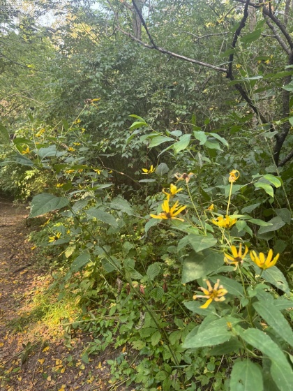 0 County Road 302, Bellevue, 44811, ,Land,For Sale,County Road 302,20253211