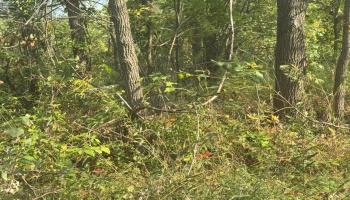 0 Cr 302, Bellevue, 44811, ,Land,For Sale,Cr 302,20253211