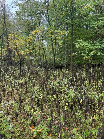 4357 Townline Road 12, Willard, 44890, ,Land,For Sale,Townline Road 12,20253871