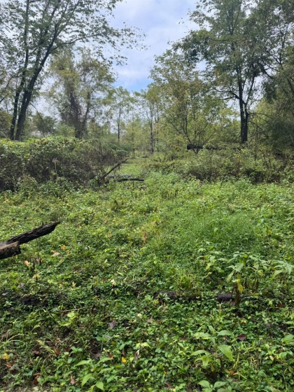 4357 Townline Road 12, Willard, 44890, ,Land,For Sale,Townline Road 12,20253871