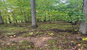 4357 Townline Road 12, Willard, 44890, ,Land,For Sale,Townline Road 12,20253871