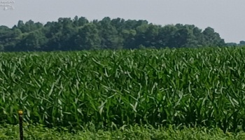 141 St Rt 60, New London, 44851, 3 Bedrooms Bedrooms, ,2 BathroomsBathrooms,Residential,For Sale,St Rt 60,20253284 141 St Rt 60, New London, 44851, 3 Bedrooms Bedrooms, ,2 BathroomsBathrooms,Residential,For Sale,St Rt 60,20253284