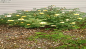 1981 Skinner Road, Plymouth, 44865, 3 Bedrooms Bedrooms, ,2 BathroomsBathrooms,Residential,For Sale,Skinner,20253965