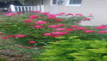 1981 Skinner Road, Plymouth, 44865, 3 Bedrooms Bedrooms, ,2 BathroomsBathrooms,Residential,For Sale,Skinner,20253965