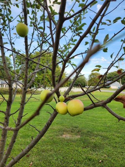 1101 Bogart Road, Sandusky, 44870, 4 Bedrooms Bedrooms, ,3 BathroomsBathrooms,Residential,For Sale,Bogart,20253344