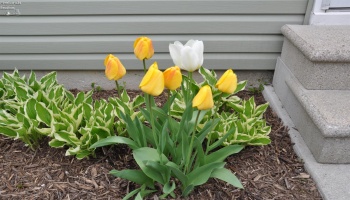 28845 Starlight Road, Perrysburg, 43551, 3 Bedrooms Bedrooms, ,2 BathroomsBathrooms,Residential,For Sale,Starlight,20260294