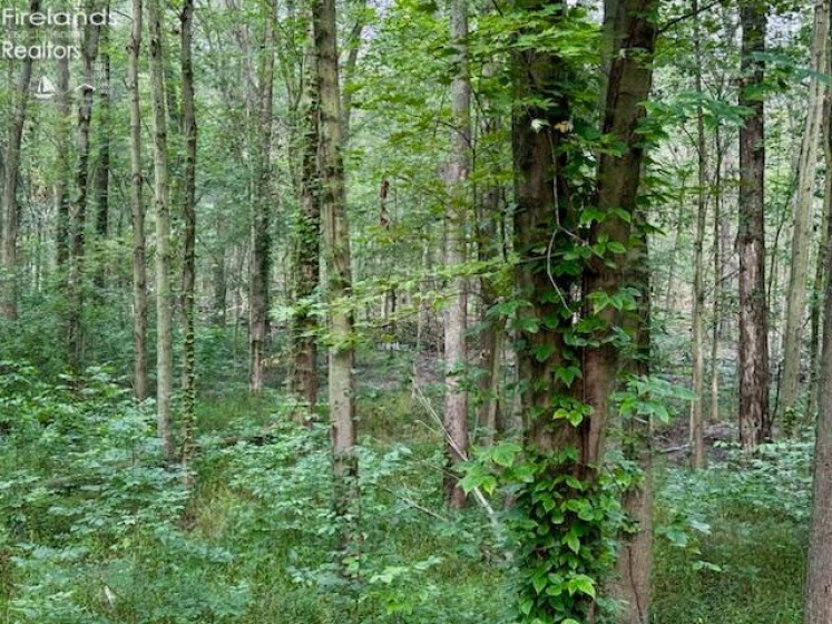 13460 Gifford Road, Oberlin, 44074, 4 Bedrooms Bedrooms, ,2 BathroomsBathrooms,Residential,For Sale,Gifford,20261142