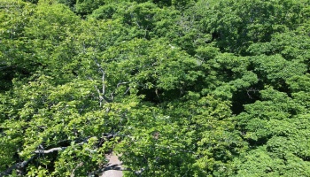 0 Decatur, Put-In-Bay, 43456, ,Land,For Sale,Decatur,20262078 0 Decatur, Put-In-Bay, 43456, ,Land,For Sale,Decatur,20262078