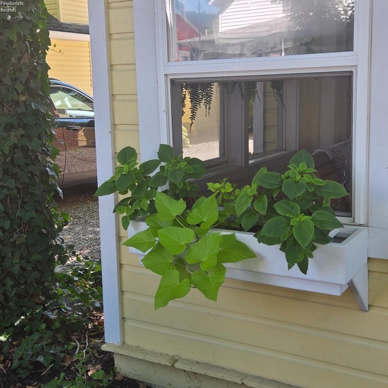 422 Oak Avenue, Lakeside, 43440, 2 Bedrooms Bedrooms, ,1 BathroomBathrooms,Residential,For Sale,Oak,20262971